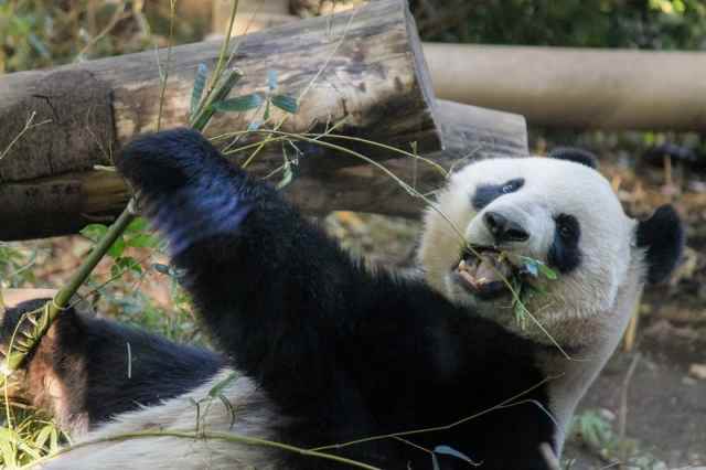 上野動物園のパンダ返還はいつ？理由はなぜ？